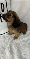 Dalton, a male Dachshund for sale in Greenfield, IN – 2 of 4