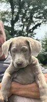 Sadie, a female Labrador Retriever for sale in Greenfield, IN – 2 of 2