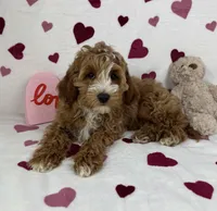 Chester, a male Cavapoo for sale in Greenfield, IN – Photo 2 of 5
