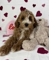 Chester, a male Cavapoo for sale in Greenfield, IN – Photo 3 of 5