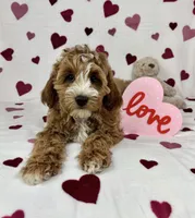Chester, a male Cavapoo for sale in Greenfield, IN – Photo 4 of 5