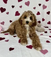 Chester, a male Cavapoo for sale in Greenfield, IN – Photo 5 of 5