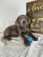 Slate, a male Labrador Retriever for sale in Greenfield, IN – 4 of 5