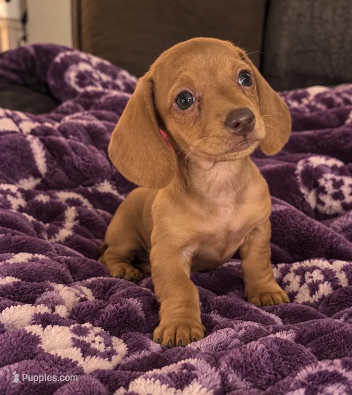 Dylan  – Dachshund puppy for sale in Greenfield, IN