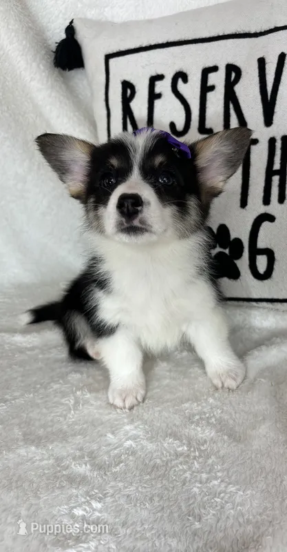 Chloe  – Pembroke Welsh Corgi puppy for sale in Greenfield, IN
