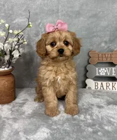 Monica, a female Cavapoo for sale in Greenfield, IN – Photo 1 of 6