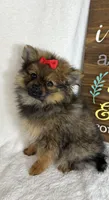 Pinky, a female Pomeranian for sale in Greenfield, IN – 3 of 4