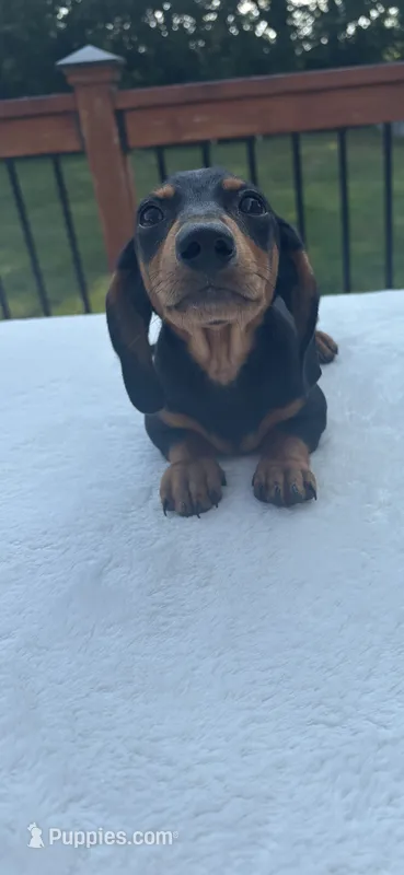 Buster – Miniature Dachshund puppy for sale in Greenfield, IN