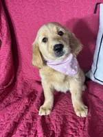 Gwen, a female Golden Retriever for sale in Greenfield, IN – 5 of 5