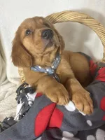 Cooper, a male Golden Retriever for sale in Greenfield, IN – 3 of 5