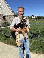 Gladys, a female German Shepherd Dog for sale in Greenfield, IN – 4 of 4