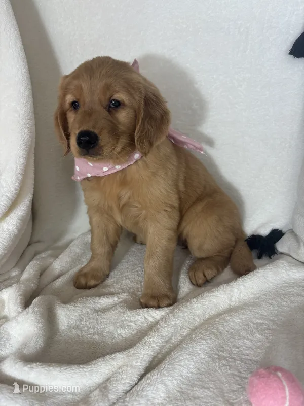 Amber – Golden Retriever puppy for sale in Greenfield, IN