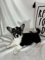 Casey , a female Pembroke Welsh Corgi for sale in Greenfield, IN – 4 of 4