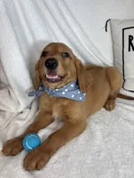 Gunner, a male Golden Retriever for sale in Greenfield, IN – 5 of 5