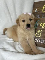Blondie, a female Golden Retriever for sale in Greenfield, IN – Photo 5 of 5