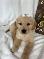 Blondie, a female Golden Retriever for sale in Greenfield, IN – Photo 2 of 5