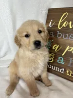 Blondie, a female Golden Retriever for sale in Greenfield, IN – Photo 3 of 5