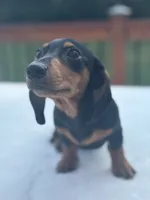 Buster, a male Miniature Dachshund for sale in Greenfield, IN – 3 of 5