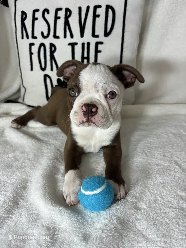 Butter – Boston Terrier puppy for sale in Greenfield, IN