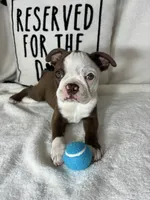Butter, a male Boston Terrier for sale in Greenfield, IN – 1 of 5