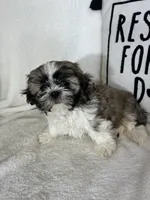 Skipper, a male Shih Tzu for sale in Greenfield, IN – 3 of 6