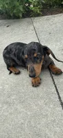 Rick, a male Miniature Dachshund for sale in Greenfield, IN – 5 of 7