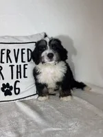 Mason, a male Bernedoodle for sale in Greenfield, IN – 3 of 5