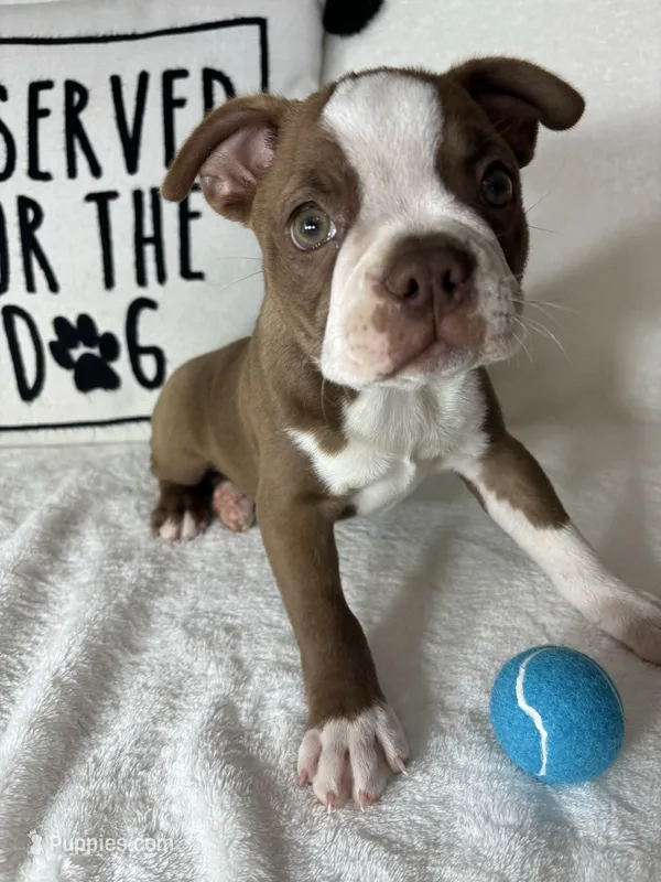 Ben – Boston Terrier puppy for sale in Greenfield, IN