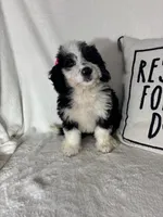 Bella, a female Bernedoodle for sale in Greenfield, IN – 5 of 5