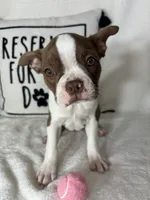 Bonnie, a female Boston Terrier for sale in Greenfield, IN – 2 of 5