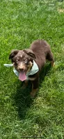 Astro, a male Australian Shepherd for sale in Greenfield, IN – 4 of 4