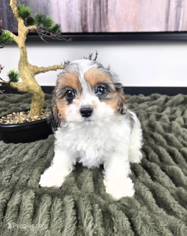 Cora – Cavapoo puppy for sale in Greenfield, IN