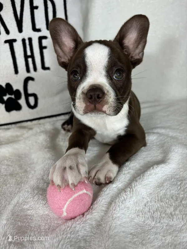 Betty – Boston Terrier puppy for sale in Greenfield, IN
