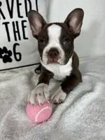 Betty, a female Boston Terrier for sale in Greenfield, IN – 1 of 4