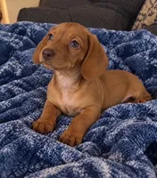 Daisey, a female Dachshund for sale in Greenfield, IN – 2 of 4