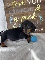 Dalton, a male Dachshund for sale in Greenfield, IN – 3 of 6