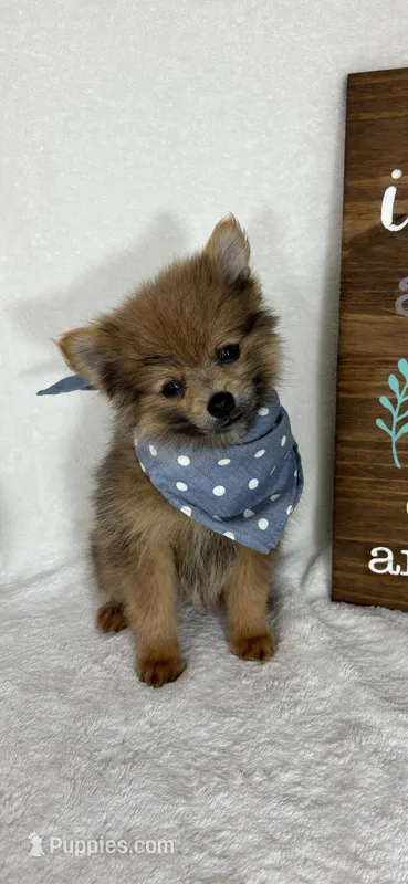 Pom Pom – Pomeranian puppy for sale in Greenfield, IN
