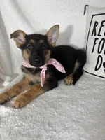 Gracie, a female German Shepherd Dog for sale in Greenfield, IN – 2 of 5