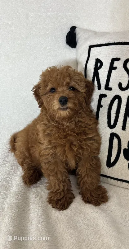 Goldie – Miniature Goldendoodle puppy for sale in Greenfield, IN