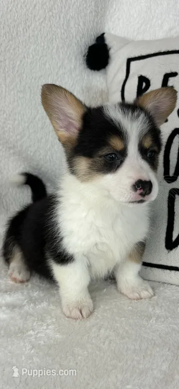 Casper  – Pembroke Welsh Corgi puppy for sale in Greenfield, IN