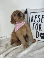 Amber, a female Golden Retriever for sale in Greenfield, IN – 2 of 5