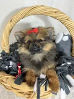 Pinky, a female Pomeranian for sale in Greenfield, IN – 4 of 4