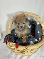 Pom Pom, a male Pomeranian for sale in Greenfield, IN – 4 of 5