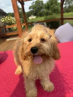 Monica, a female Cavapoo for sale in Greenfield, IN – 5 of 5