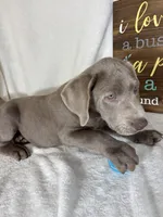 Slate, a male Labrador Retriever for sale in Greenfield, IN – 2 of 5