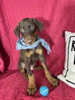 Diesel, a male Doberman Pinscher for sale in Greenfield, IN – 2 of 5