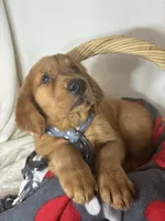 Cooper, a male Golden Retriever for sale in Greenfield, IN – 2 of 5