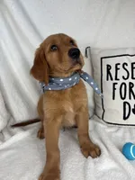 Grover, a male Golden Retriever for sale in Greenfield, IN – 3 of 6