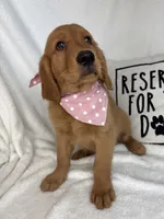 Ginger, a female Golden Retriever for sale in Greenfield, IN – 3 of 5