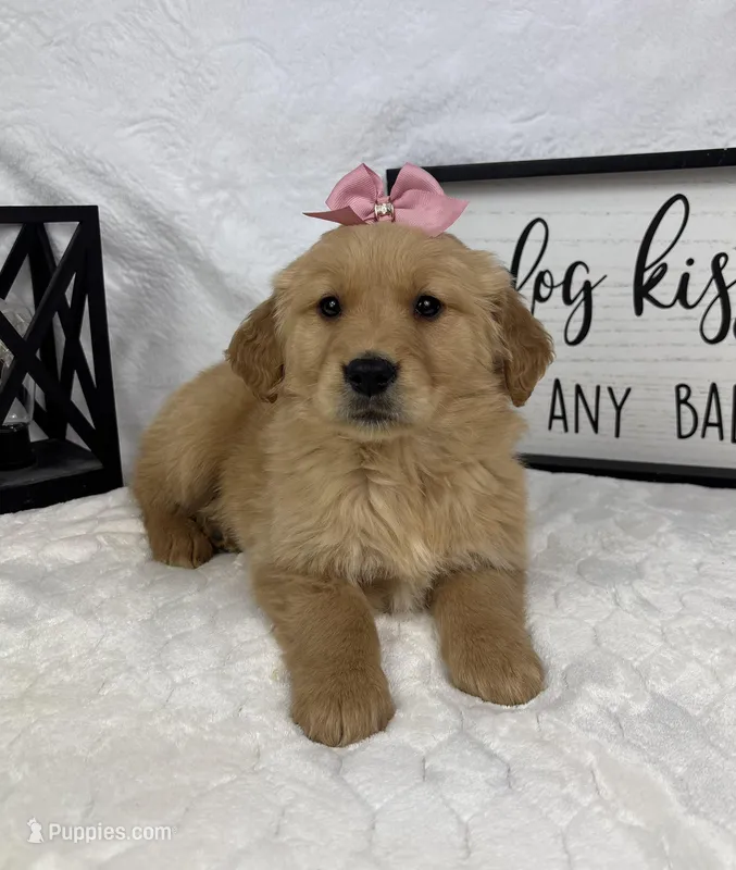 Goldie – Golden Retriever puppy for sale in Greenfield, IN